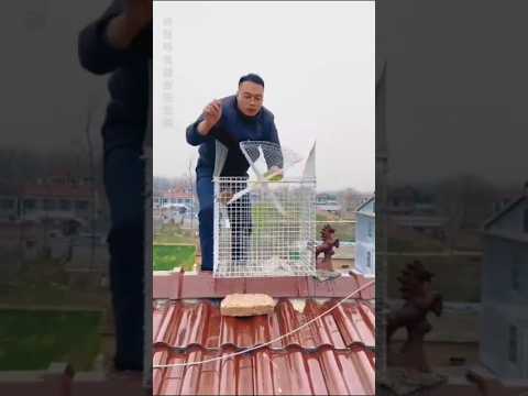 How To Catch Birds (Techniques & Tips) #birdhunting #amazingpigeon #birds #catchingpigeon #hunting