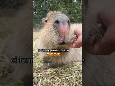Droppo la nuova canzone dei CAPYBARA? ๐๐๐ฆซ decido in base ai commenti #shortsdivertenti