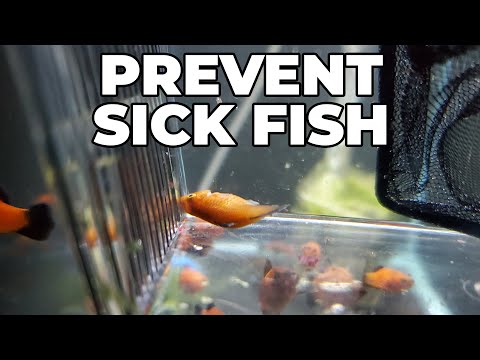 How To Quarantine Your Fish Quarantine Tanks are the best way to keep infection, disease, and more out of your aquarium. This is