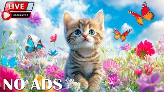 Calming Music for Nervous Cats 🐾💛 | Music Therapy to Soothe Restless Pets
