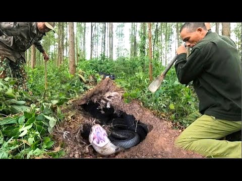 Aghast -The moment 2 brave hunters fought 4 ferocious king cobras in the jungle.