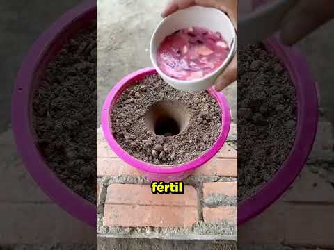 Ele plantou maçã e goiaba na mesma ÁRVORE! #curioso #incrivel #interessante