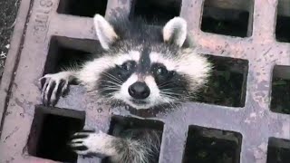 Animals That Asked People for Help