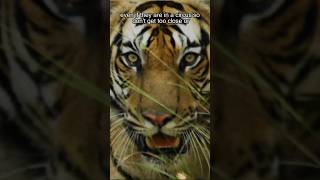 Tiger ATTACKS Circus Performer #Shorts