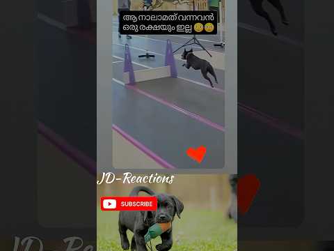 നായ്കുട്ടികളുടെ ഓണക്കളി പൊളിച്ച് #shorts  #reactionvideo
