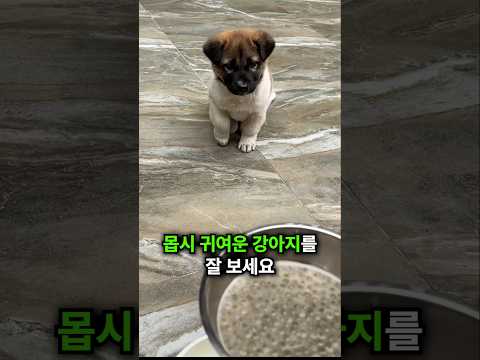 강아지는 너무 귀여워요