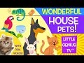 Pet Characteristics and Abilities