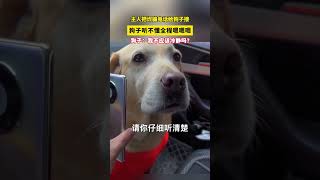 主人把 #诈骗电话 话给狗子接， #狗子 听不懂全程嗯嗯嗯，狗子：我不应该冷静吗？ #萌宠  #狗子成精了  