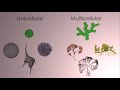 Algae: Habitats and Characteristics