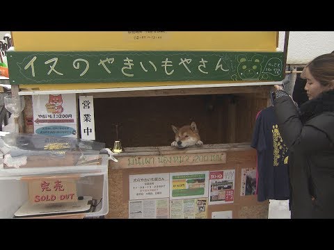 行列のやきいもやさんかわいい店員が話題に…ワンちゃんがちょこんと【HTBニュース】