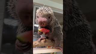 Porcupine eating watermelon 🍉🦔❤️