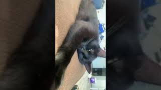 Luna live #cat