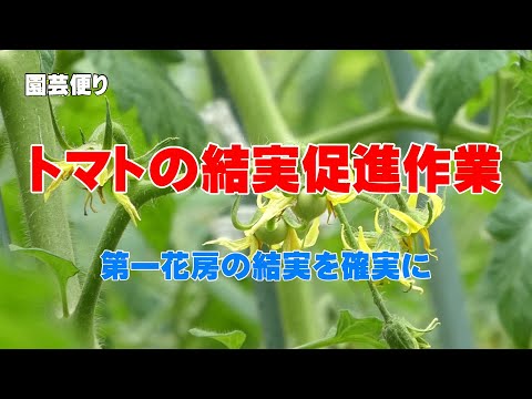 トマトの結実促進作業  2023