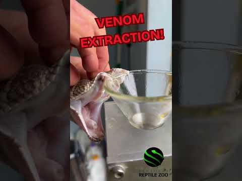 VENOM EXTRACTION from the famous Western Diamondback Rattlesnake (Crotalus atrox)! #venomislife