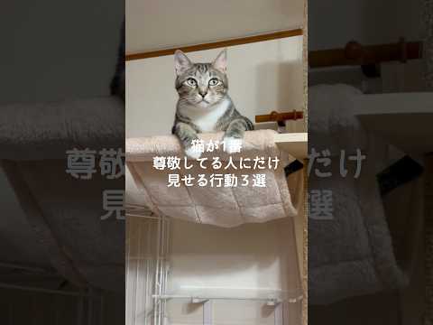 猫が信頼する人にだけ見せる仕草と行動3つ サムネイル