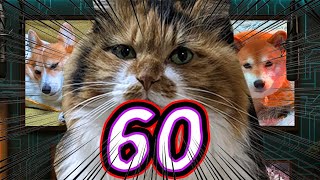 ディス子の部屋 第60回『祝！60回！』