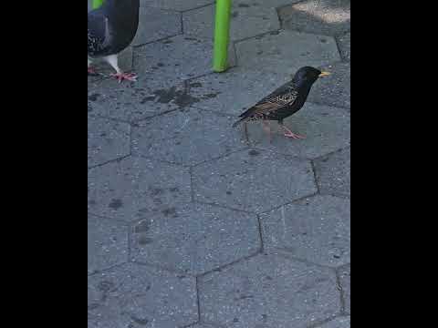 Birds at Pier I-Hudson River