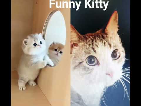 Funny Kitty🤣🤣🤣🤣🤣🤣 #cat #kitty #funnycats
