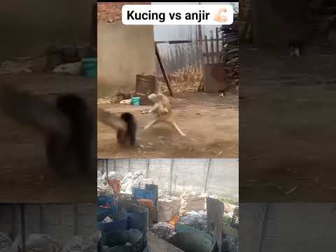 Kungfu Shaolin kucing vs anjing.