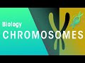 Understanding Chromosomes