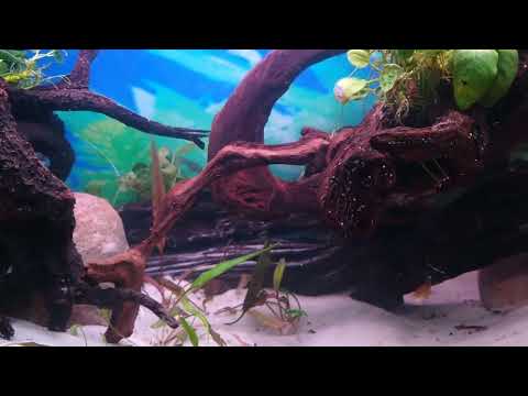 Rescaped my ten and twenty long tanks My shortest video ever. it is a miracle.
Today I am just showing two of my tanks that I have totally