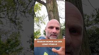 Warum pöbelt dein Hund an der Leine überhaupt? 🐕‍🦺💥