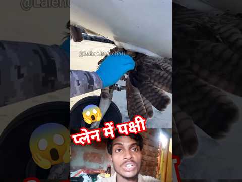 प्लेन में पक्षी टकरा गया 😱 फिर से प्लेन क्रैश होने वाला था plane land kara ke pakshi nikala #shorts