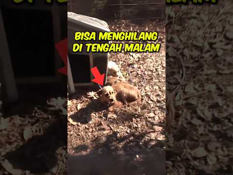 Anjing Ini Selalu Menghilang Saat Malam #kisahmenarik