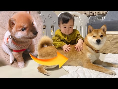 手のひらサイズだった柴犬の子犬が、人間の赤ちゃんの子守犬になるまで【うちの子記念日ムービー】