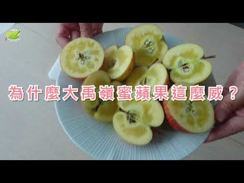 大禹嶺高海拔蜜蘋果 蜜腺實測！！！ - YouTube