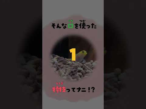 猫の動画サムネイル - 口で〇〇〇できるヤバいさかな！？ #水族館