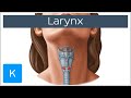 Laryngeal Anatomy and Function
