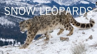 Snow Leopards of the Himalaya Mountains