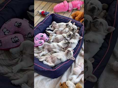Saturdays are for snuggles and puppy breath. ? #MorningCuddles