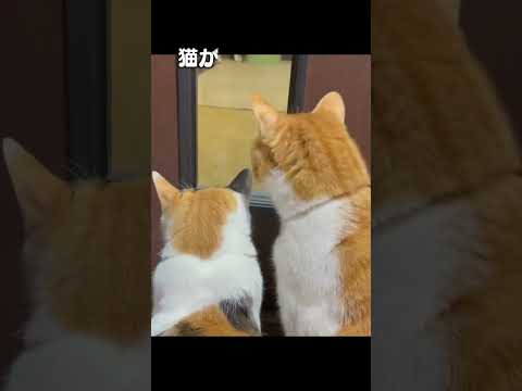 猫の動画サムネイル - 猫あるあるソング「猫原悦子」#猫が物陰から覗いてくる