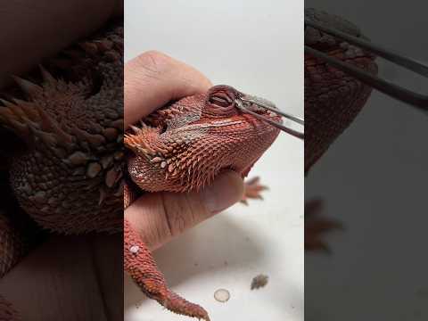 Lizard! #ytshorts #shorts