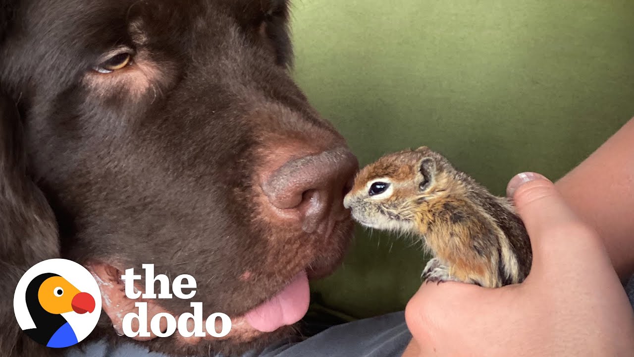 Baby Chipmunk Burrows Into Giant 115-Pound Dog's Fur