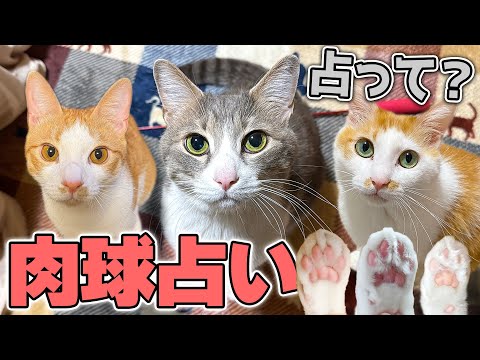 猫の動画サムネイル - 「スカーの肉球を占って！」と実家から大量の肉球が送られてきたので占ってみたら衝撃の結果が出ました…！！【チップ・ニック・スカー編】