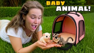 MEET MY NEW BABY SUGAR GLIDERS!
