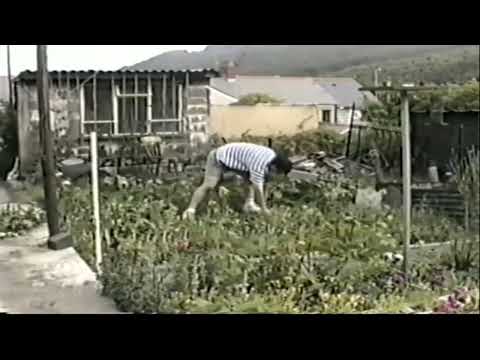 Harvesting Broad Beans age 18