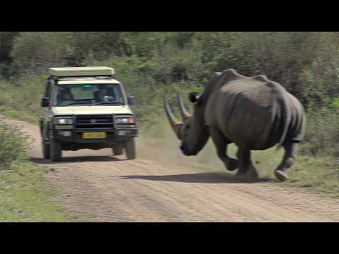 30 Most DISTURBING African Safari Moments Caught on Camera...