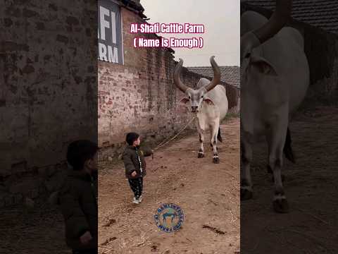مَا شَاءَ ٱللَّٰهُ ❤️#firstkalma #cow #cute #mashallah #kankrej #bull #bullvideos #kalma