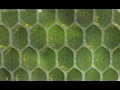 Photosynthesis and Plant Functions