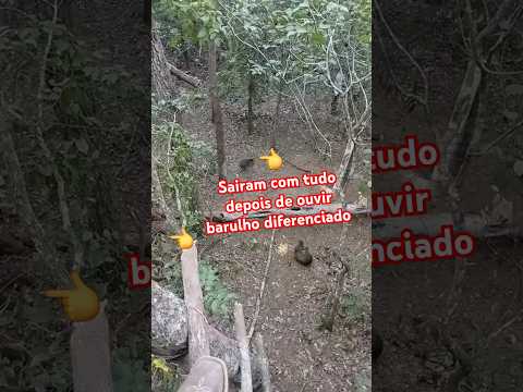 só fica os corajosos depois da onça esturrar kkk
