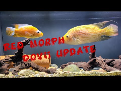 Red morph Dovii update. Red wolf cichlid. 