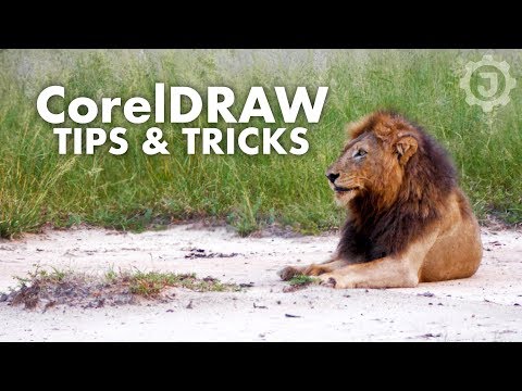 Corel Draw Tutorial: Beginner Drawing Techniques