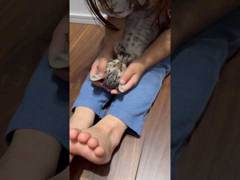 お膝でくつろぐ子猫を娘が優しく撫でたらこうなりました【とらまる】