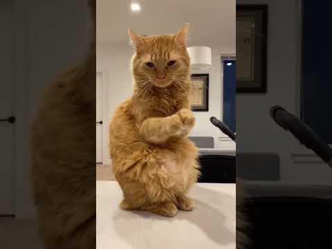 Cat after recharging #cats #shorts