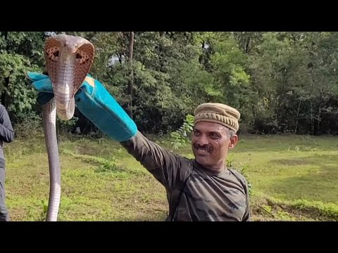 Spectacled Cobra कैमरामैन के पैर पर ही गिर गया रेस्क्यू के समय। Cobra fell on the cameraman's foot