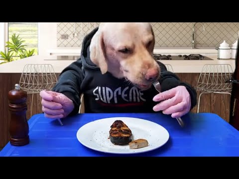 NOO eating breakfast-Kluna-Tik-VT's Dog Show